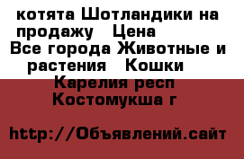 котята Шотландики на продажу › Цена ­ 5 000 - Все города Животные и растения » Кошки   . Карелия респ.,Костомукша г.